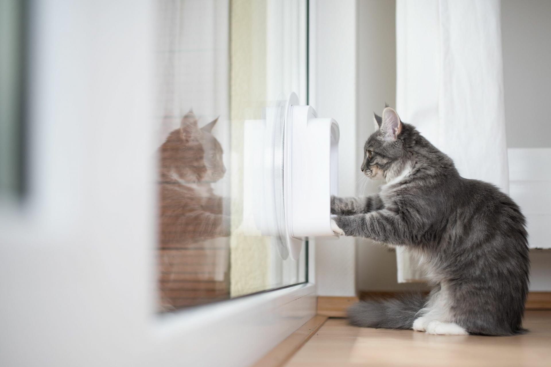 Cat Flap Fitter